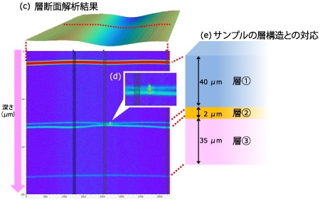 (c)層断面解析結果