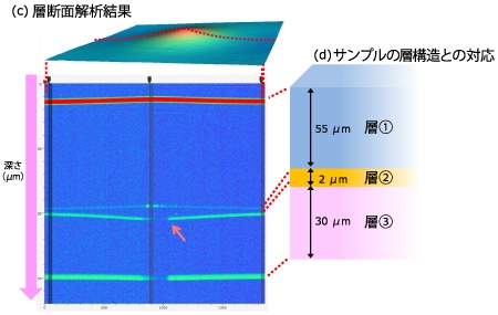 (c)層断面解析結果