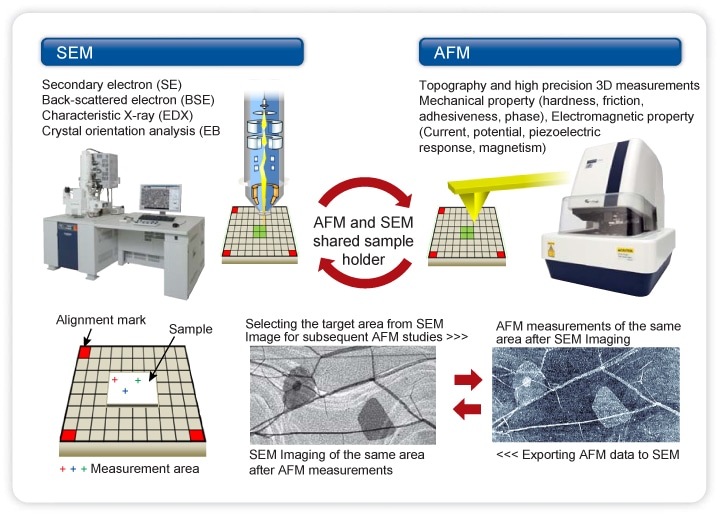 Correlative AFM and SEM Imaging