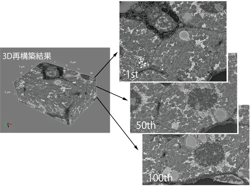 「肝細胞連続切片自動撮影データセットの3D再構築像」